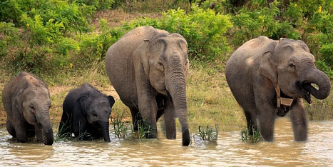 elephanta with family